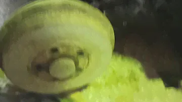 Задняя подвеска поло
